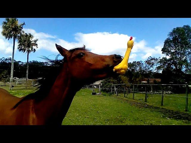 Funniest Horses  | BEST Compilation of 2023