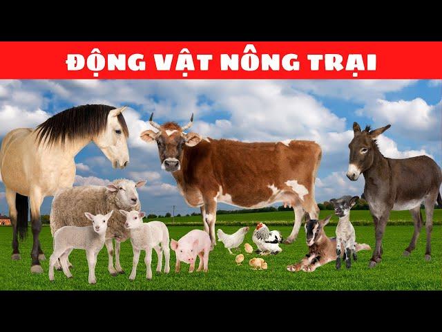 Animals Names and Sounds | Farm Animals, Wild Animals, Sea Animals, Birds