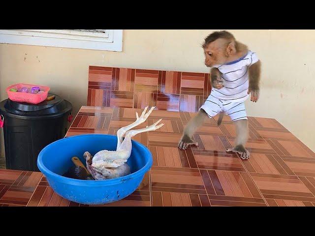 Little Monkey Jason Stunned Stand Up Fast To Talk With Chicken