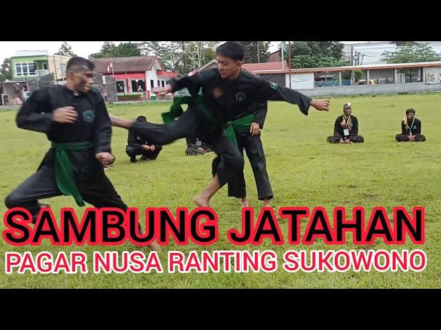 SAMBUNG JATAHAN PAGAR NUSA@pagarnusarantingsukowono