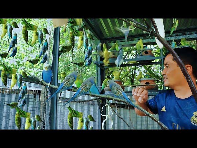 PARAKEET BIRD FARMING│I Earned an EXTRA $1000 in 2 weeks by raising exotic birds, Birds for Profit