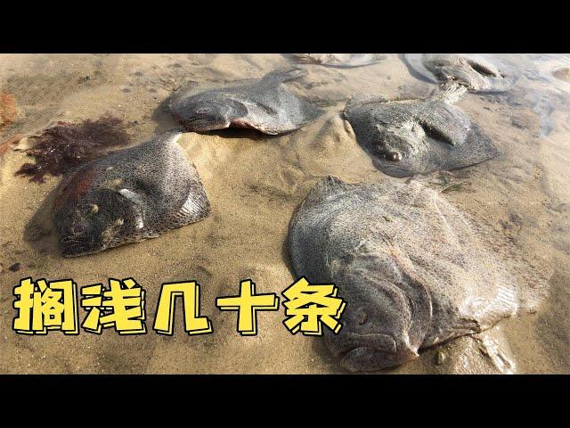 When Xiao Ni catches the sea,dozens of turbot are stranded on the beach,all of them are brought home