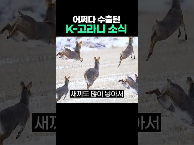 수출된 고라니 근황