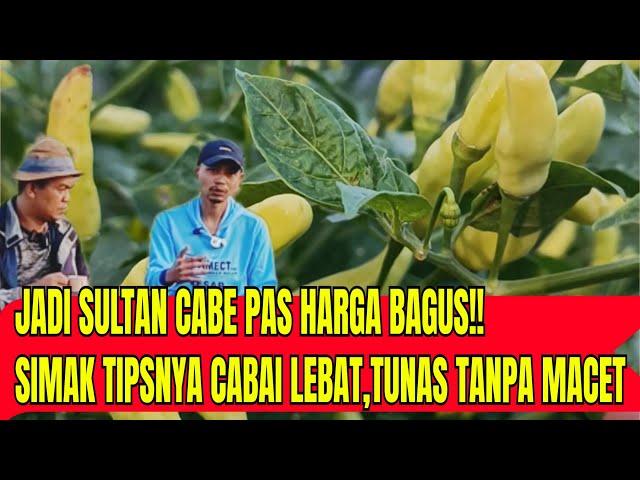 PANEN MAKSIMAL SAAT HARGA BAGUS!!TIPS BASMI THRIPS DAN MENINGKATKAN HASIL PANEN CABAI SAAT KEMARAU