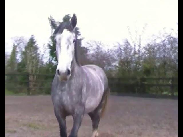 Fabulous Irish Sport Horse 3 year old.