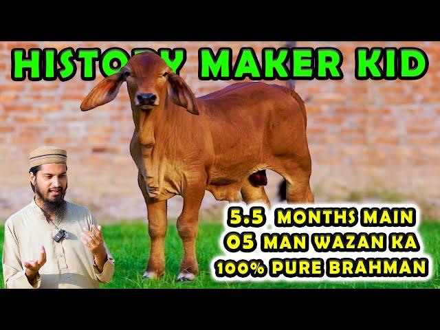 100% Pure Brahman Kid in Pakistan | Al Haiwan Group | Cattle Market Karachi