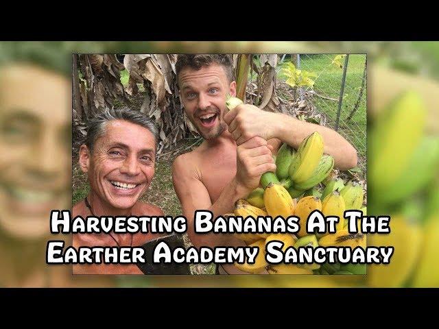 Harvesting Bananas At The Earther Academy Sanctuary | Dr. Robert Cassar
