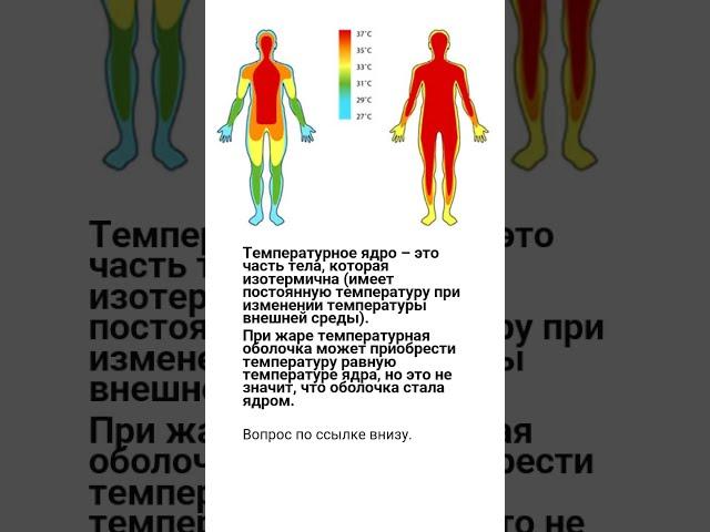 2405310039 Правильное объяснение  терморегуляции