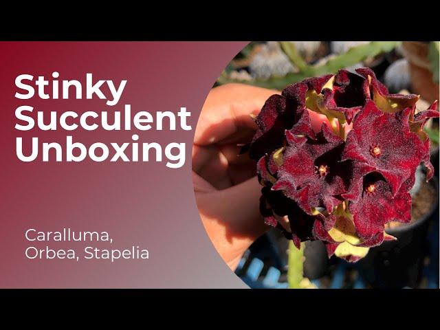 Plant Unboxing - Stinky Succulents // The Plant Prince Ph