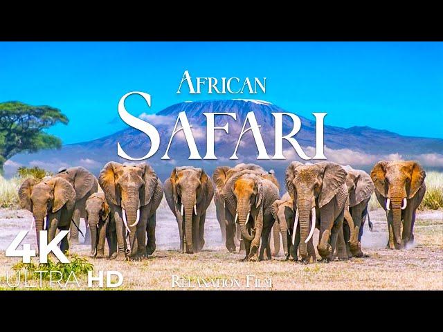 African Safari 4K • Wildlife Relaxation Film with Peaceful Relaxing Music and Animals Video Ultra HD