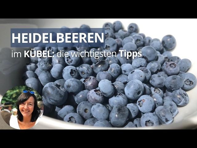 5 Jahre Heidelbeeren im Kübel - meine Erfahrungen und die wichtigsten Tipps