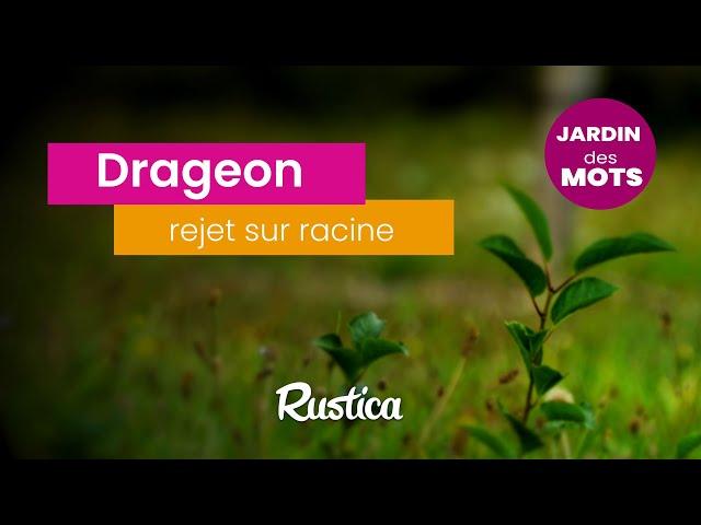 Jardin des mots : le drageon