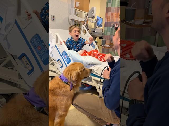 My therapy dogs visit the Children's Hospital 