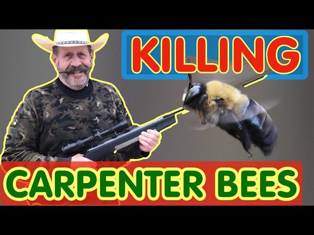 Kill  Carpenter Bees FAST & EASY -Stop these Huge Flying Destroyers of Wood and Kill ALL Newcomers