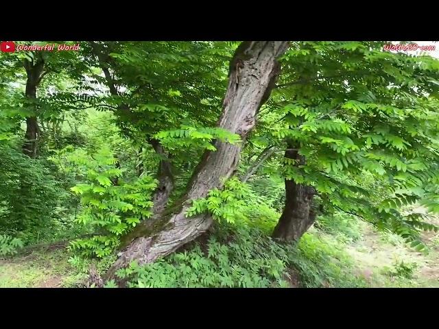 Hiking in the forest of Halimeh Jan Gilan - هایکینگ در جنگل حلیمه جان گیلان