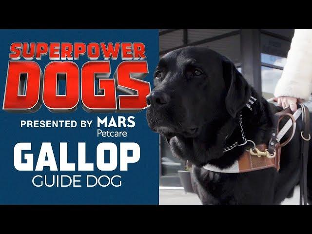 Molly Burke's Guide Dog: Gallop | Superpower Dogs