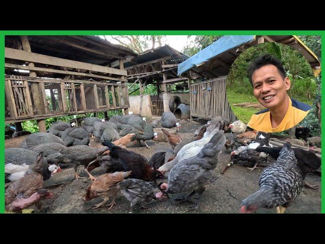 HINDI NA SILA NAG-AAWAY(GUINEA AT MANOK)MALALAKI NA MGA ALAGANG BABOY..