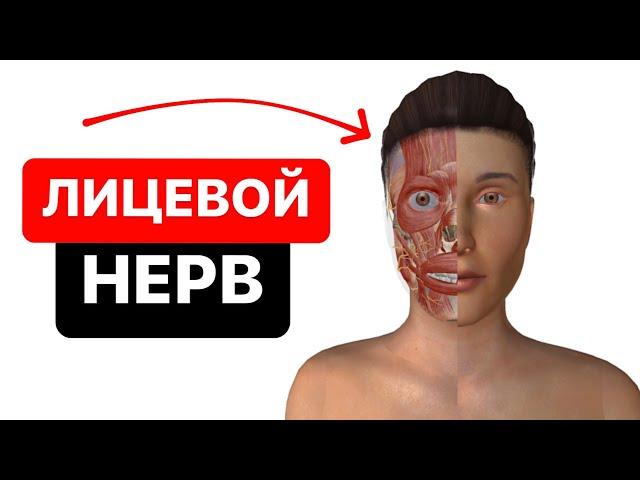 Как выглядит и где располагается лицевой нерв на черепе человека? Понятная анатомия 3D