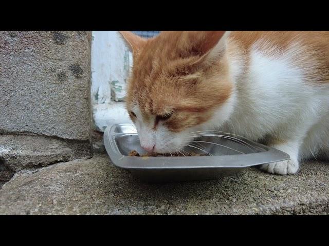 Cats Millie & Polly, Côtes d'Armor, Brittany, France 9th July 2024 #4K #cats