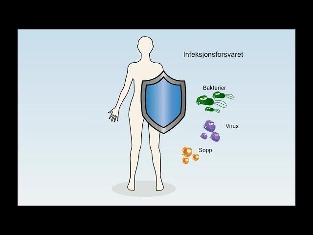 Immunforsvaret - Immunsystemet - Infeksjonsforsvaret