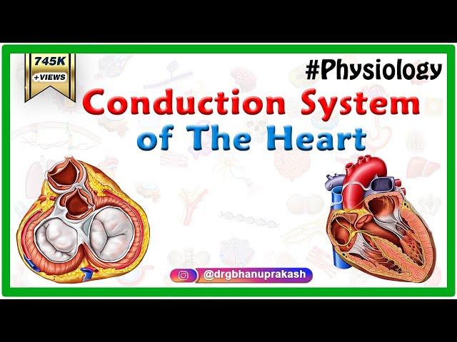 Conduction system of the heart - Sinoatrial node, AV Node, Bundle of His, Purkinje fibers Animation