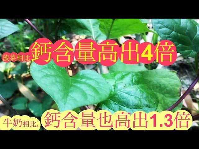 皇宮菜(木耳菜)的功效与作用.Health Benefits Of Basella Or Malabar spinach..