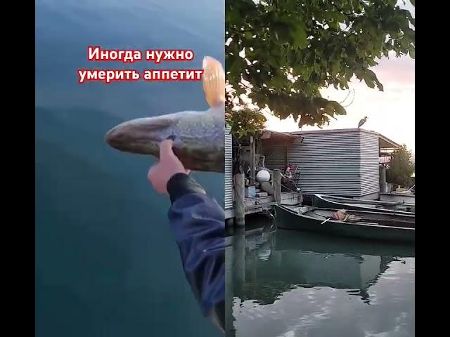 Все ждут рыбу.... #рыбалканаозере #fishing #рыбалка #карп
