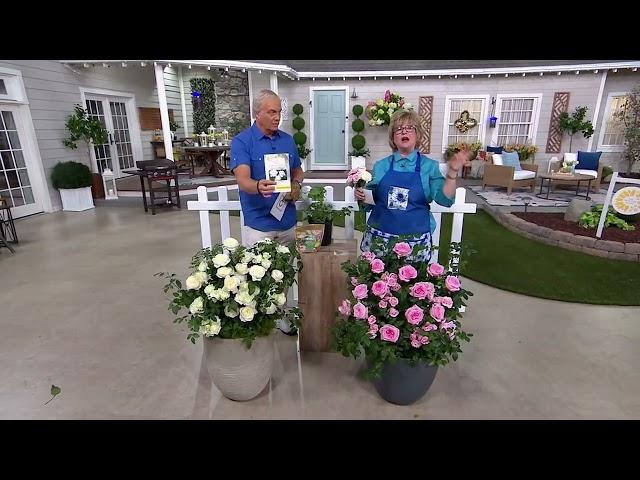 Girl Next Door 1-Piece Scentables Rose Live Plants on QVC