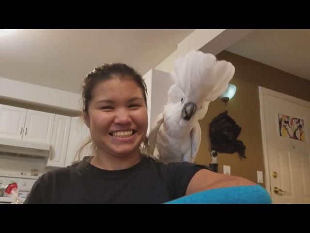 phenomenal Video of our Cockatoo Joseph :D So Funny :))