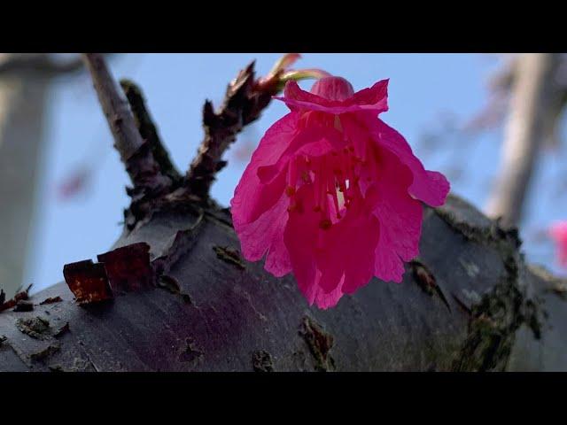 ［記錄美好］花·花·花 / Flower #4，大蔚阿昌（David Liao)
