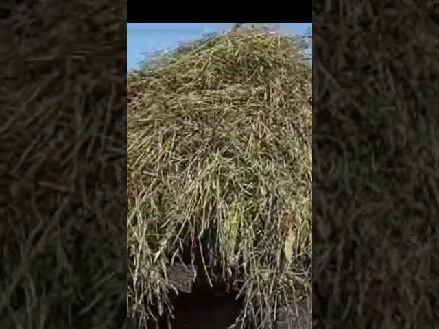 Деревенская романтика 