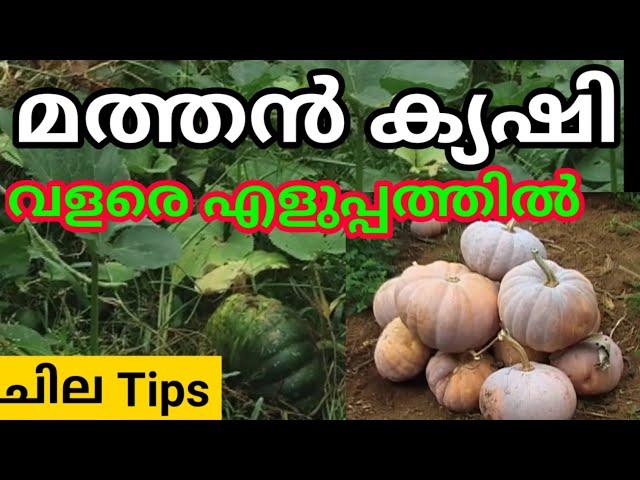 മത്തൻ ക്യഷിഅറിയേണ്ടതെല്ലാം/ Mathanga krishi in malayalam / Mathan krishi  / Krishi tips in malayalam