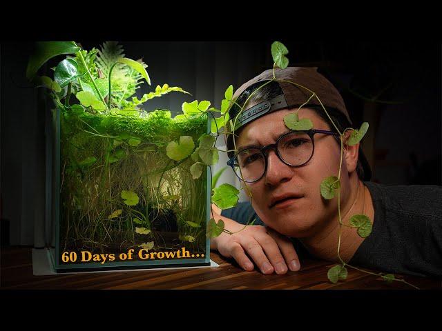 The Desktop Shrimp Cube (60 Days Later) | Pennywort Overload