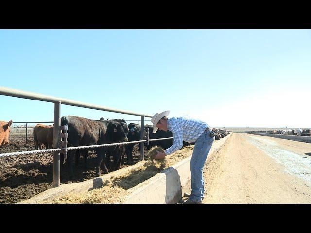 Meet a Cattle Feeder: Camas Uebelacker of C & G Cattle Othello, WA