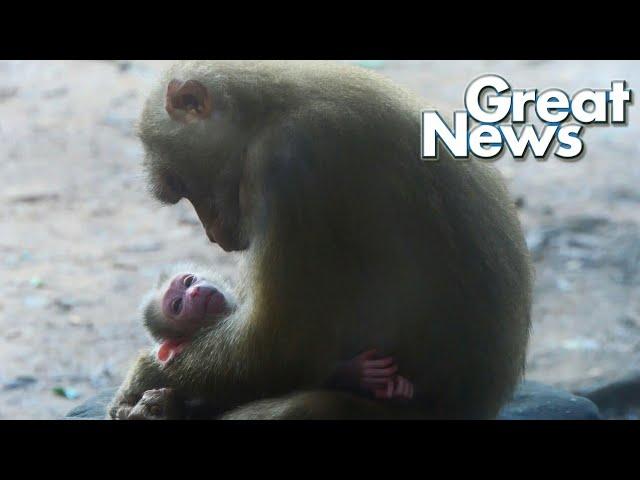 Great News for pigtail fan monkey, Libby just giving birth 09 09 23 part01