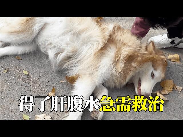 Alaska  which was sold by its owner to a dog meat restaurant  had an outrageous belly. Ask the doct