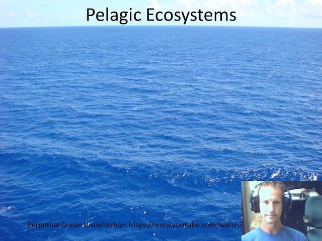 Marine Ecology Lecture: Pelagic Ecosystems