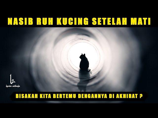 Bisakah Bertemu Kucing Peliharaan Kita Di Akhirat ?, Nasib Kucing Dan Hewan Peliharaan Setelah Mati