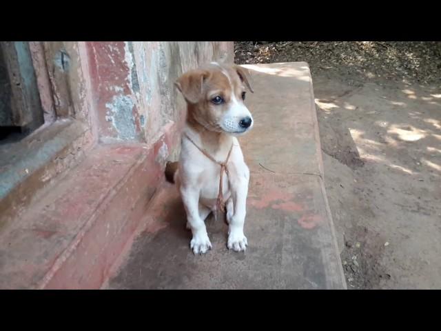 Dog Puppy-Cute Barking