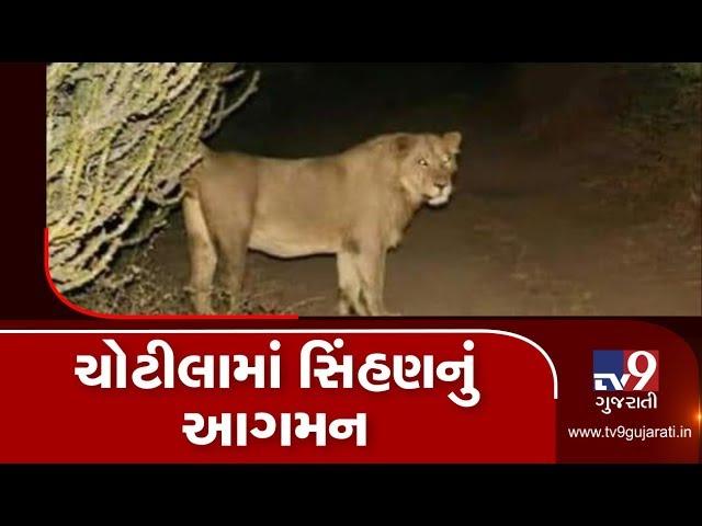 Surendranagar: Forest dept alerts villagers after lioness seen in Chotila range | TV9GujaratiNews