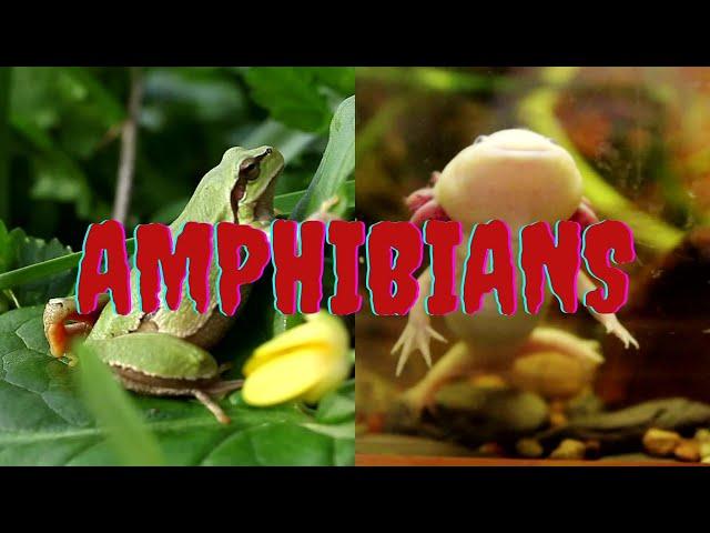 AMPHIBIANS FOR KIDS