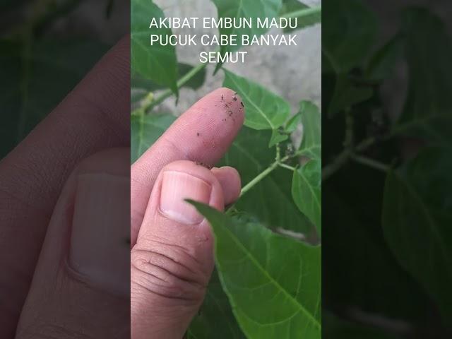 PENYEBAB TANAMAN CABE BANYAK SEMUT