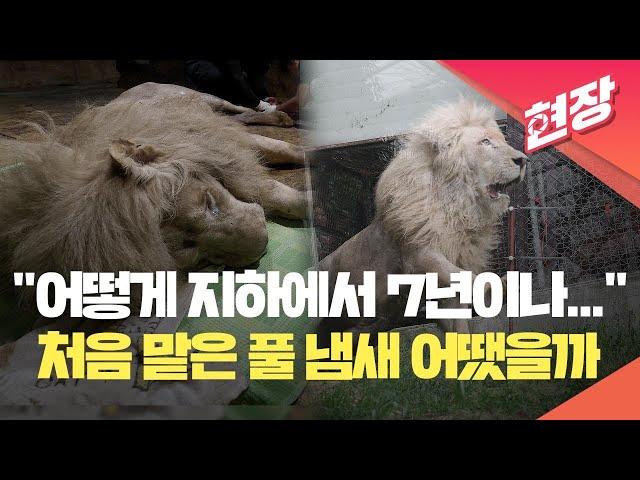 [현장영상] “어떻게 지하에서 7년이나”…풀 냄새 처음 맡은 백사자 부부 / KBS 2024.06.19.