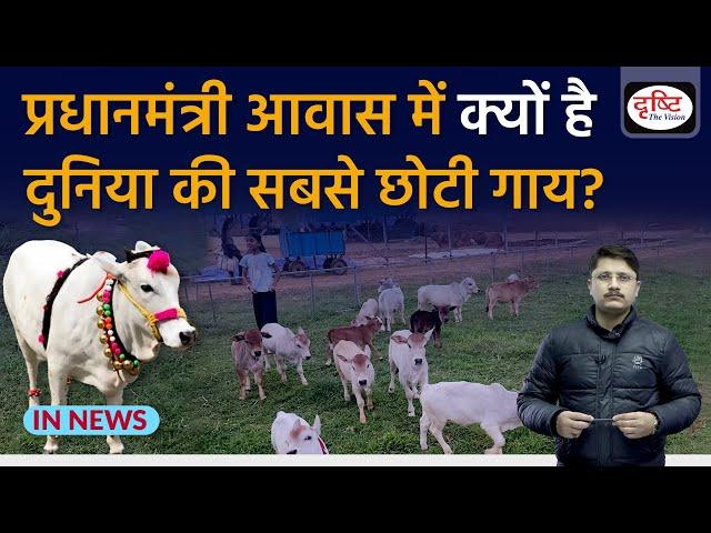 Punganur Cow | World's Smallest Cow Breed | Dwarf Cattle | In News