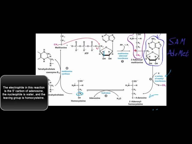 Biochemistry | The SAM Cycle (S-Adenosylmethionine Cycle)