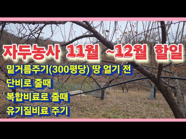 자두농사 11월 ~ 12월 할일(300평당 기준) 단비로 줄때, 복합비료 줄때, 유기줄 비료 줄때, 정전 시기, 보르도액 살포 이유 설명드리겠습니다.(농사의신)