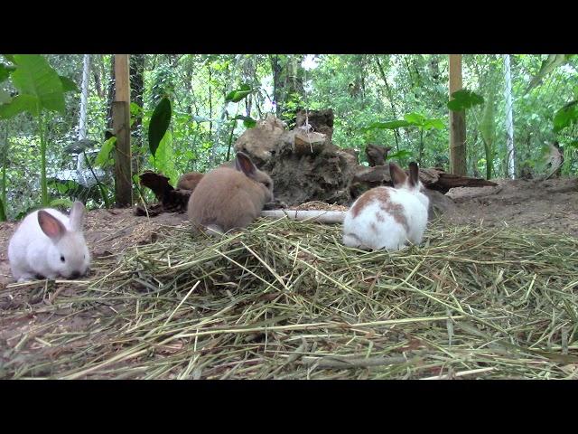 Rabbits Playing on a Southern Spring Day