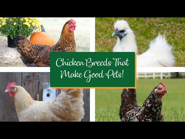 Chicken Breeds That Make Great Pets!