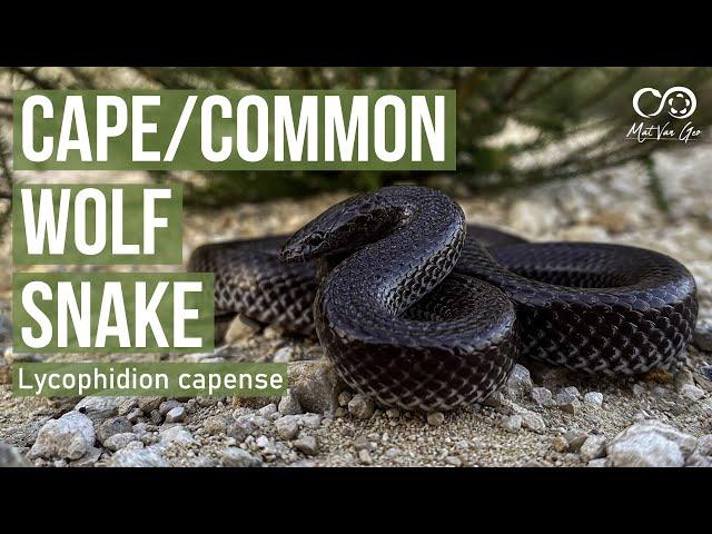 Cape/Common Wolf Snake (Lycophidion capense) | Herping South Africa