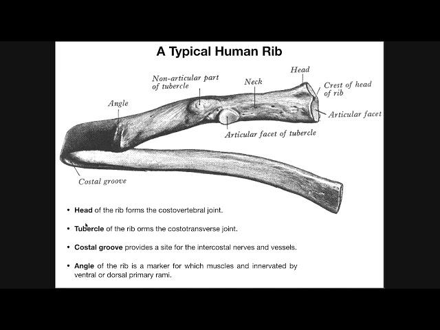 Costal Facets, Demifacets, and Rib-Vertebral Articulations